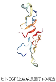 ヒトEGF(上皮成長因子)の構造