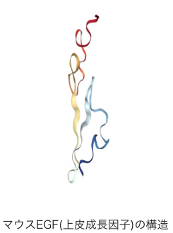 マウスEGF(上皮成長因子)の構造